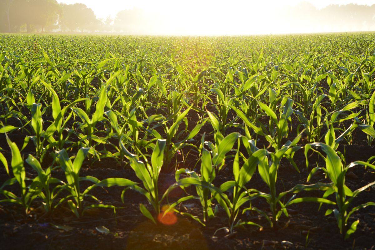 Farm solar income claims versus lease maths