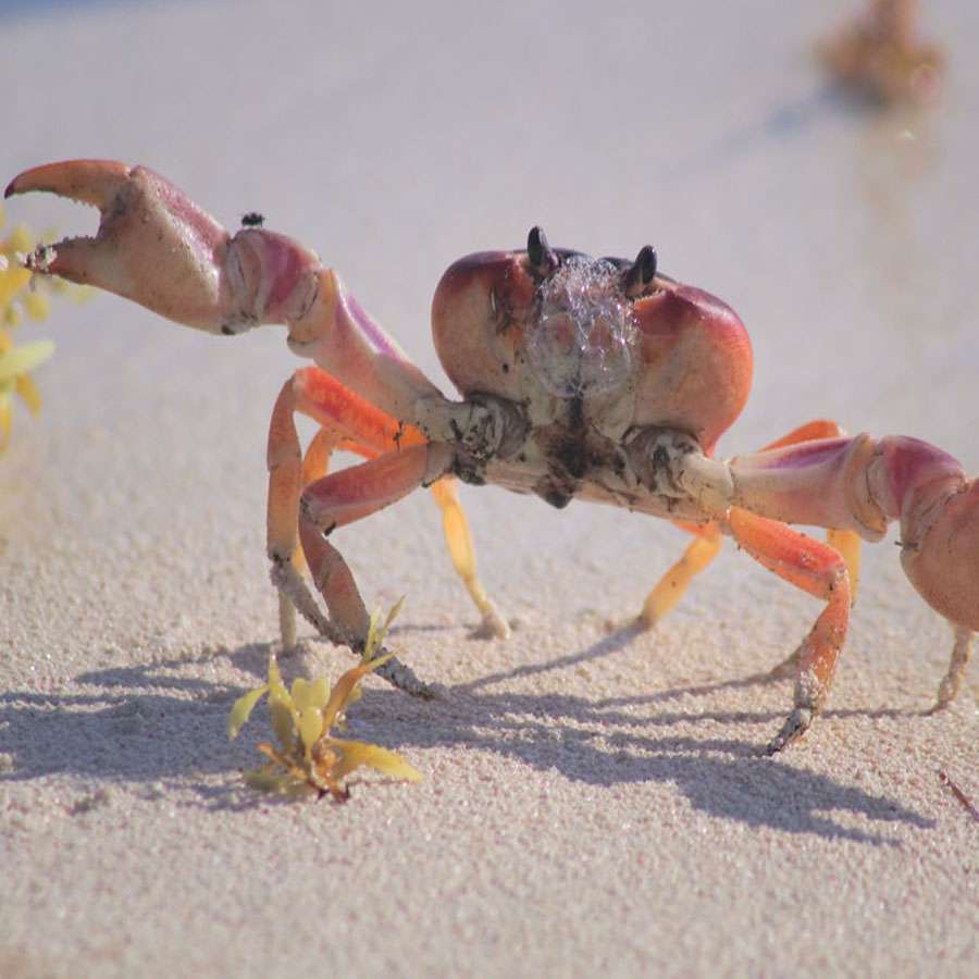 crab importance