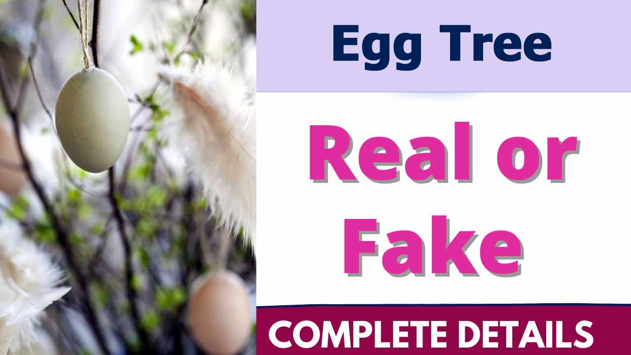 Egg Tree Real or Fake