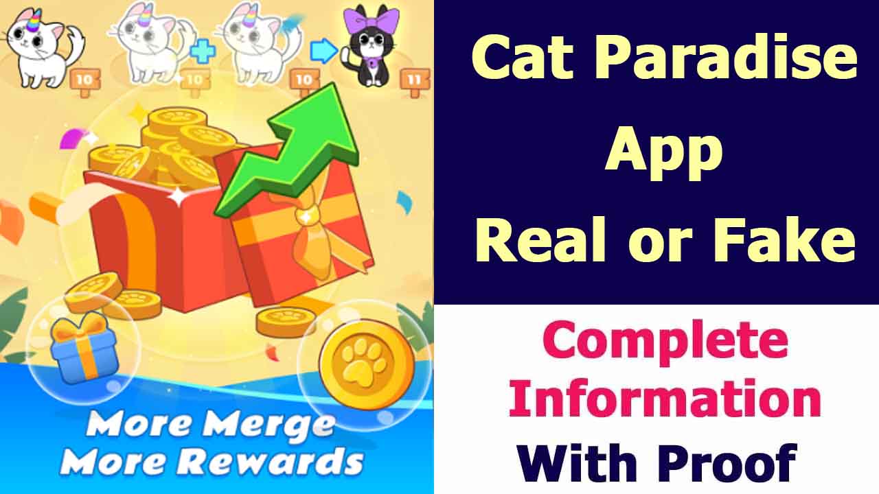 Cat Paradise App Review