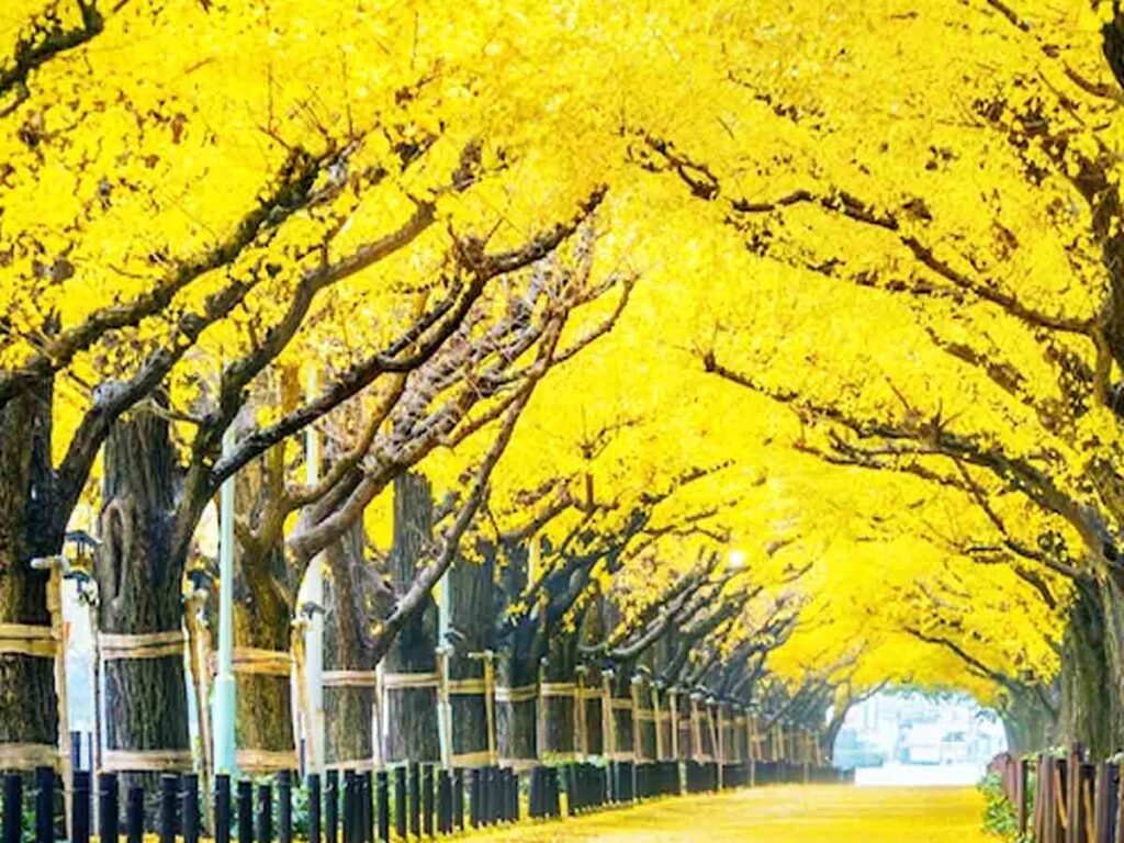 Yellow Spring Road Reality